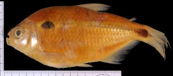 Media type: image;   Ichthyology 155373 Aspect: lateral